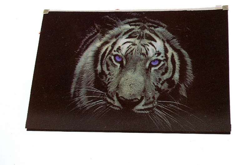 Obal na zips A4 Tiger
