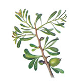 Argan