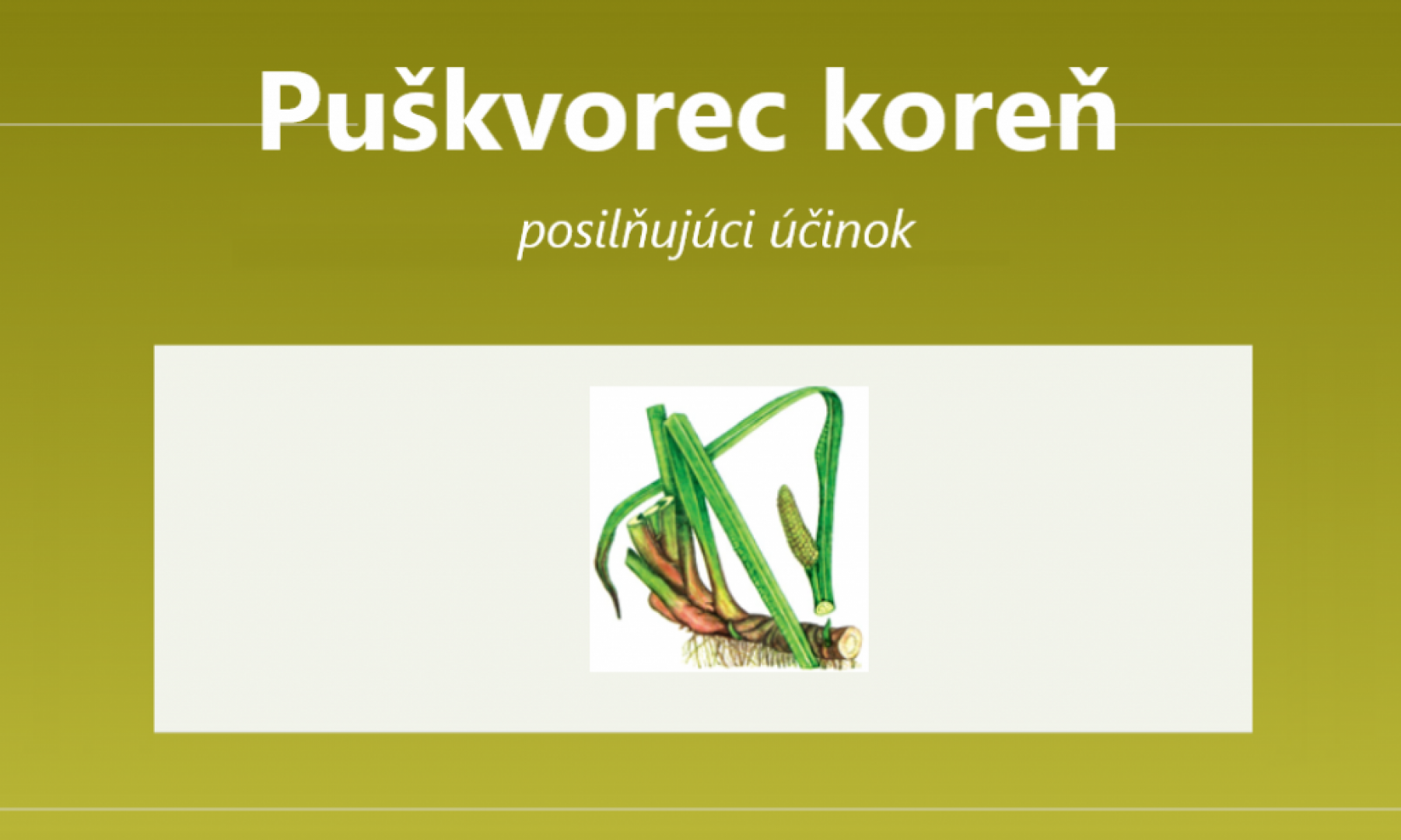 Puškvorec koreň