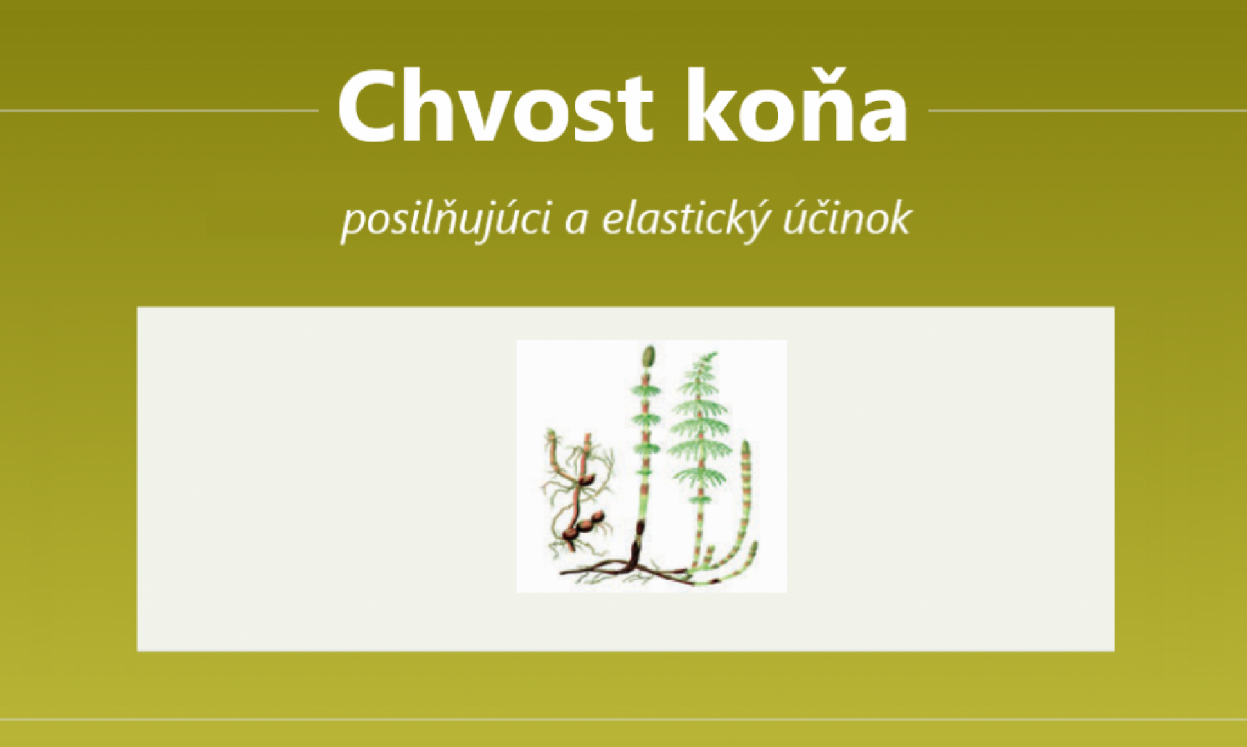 Chvost koňa