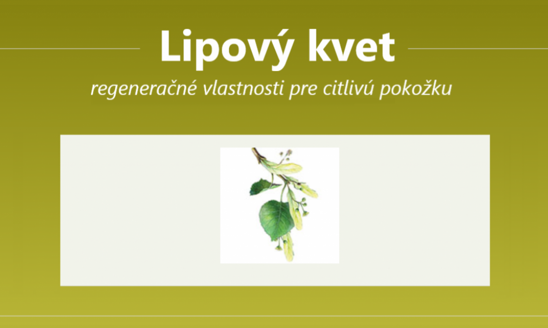 Lipový kvet