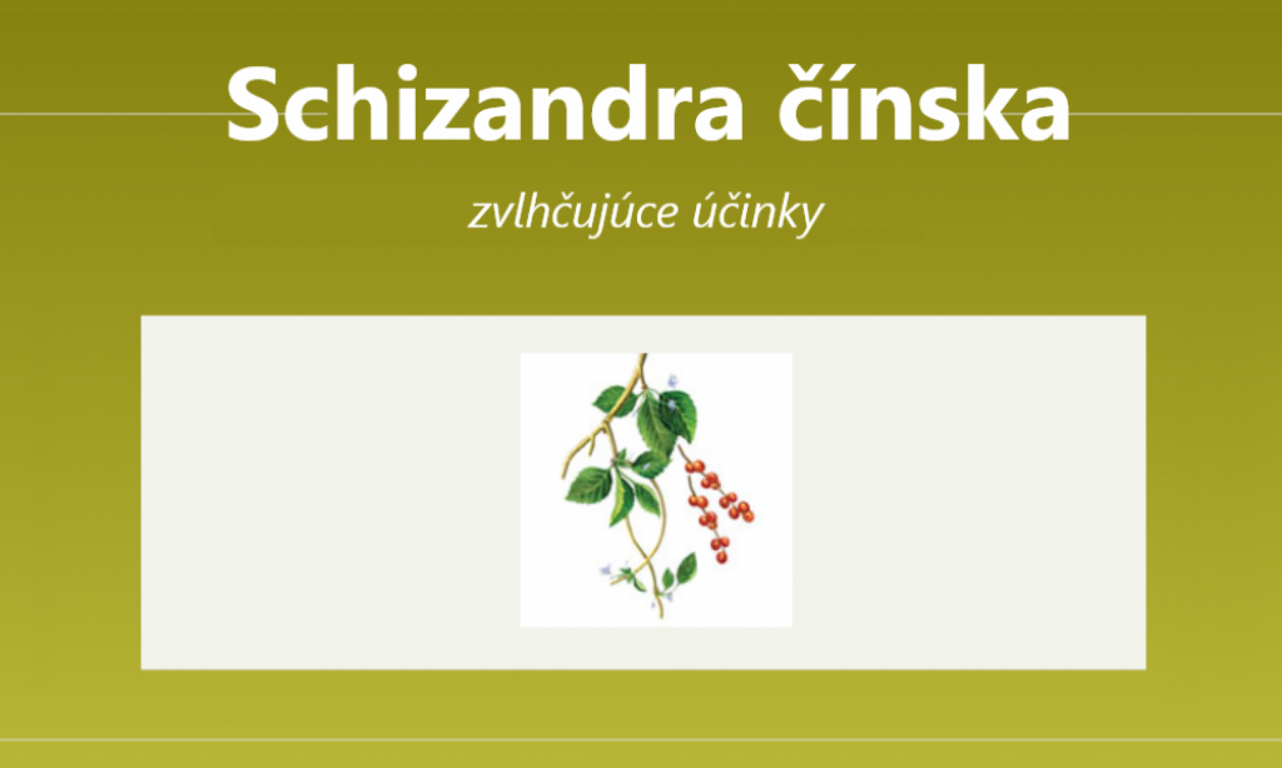 Schizandra čínska