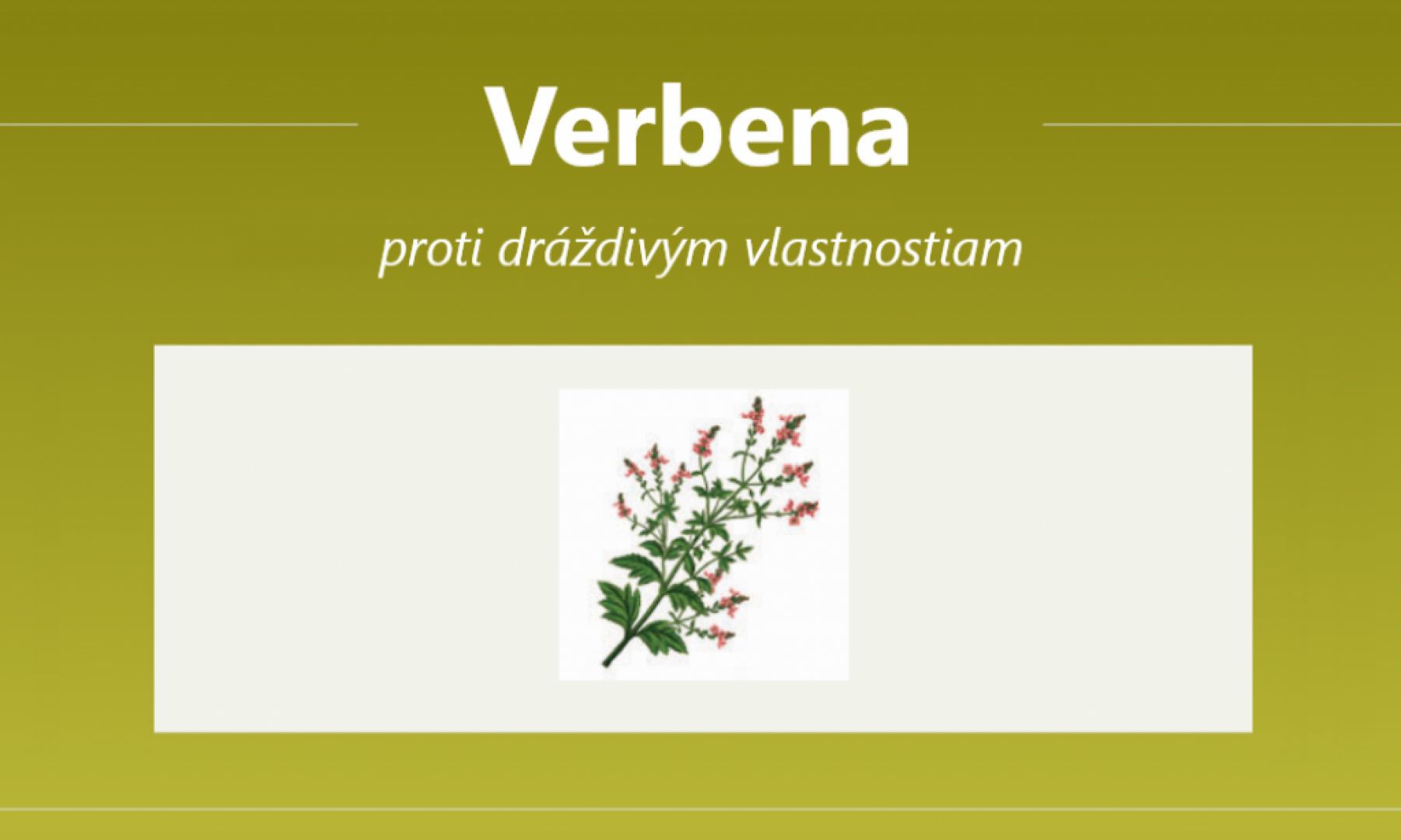 Verbena
