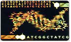 Hologram 3D DNA 30x20 mm