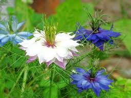 Parfém Damašský kvet, 10ml
