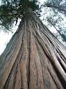 100% silica Cédrové drevo, 25 ml