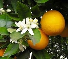 Parfém Pomaranč, 10ml