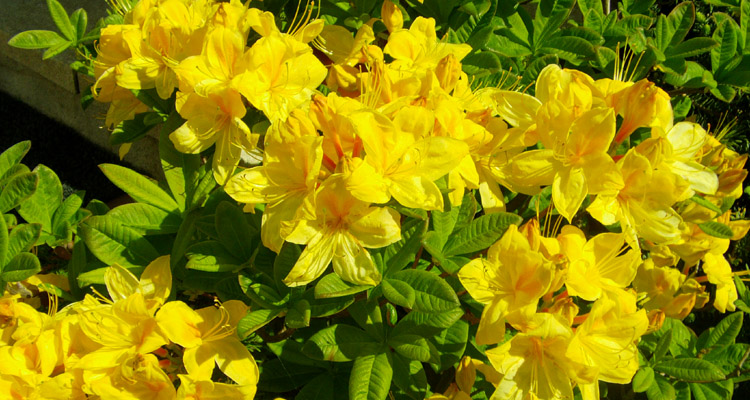 Azalea Anneke Azalka