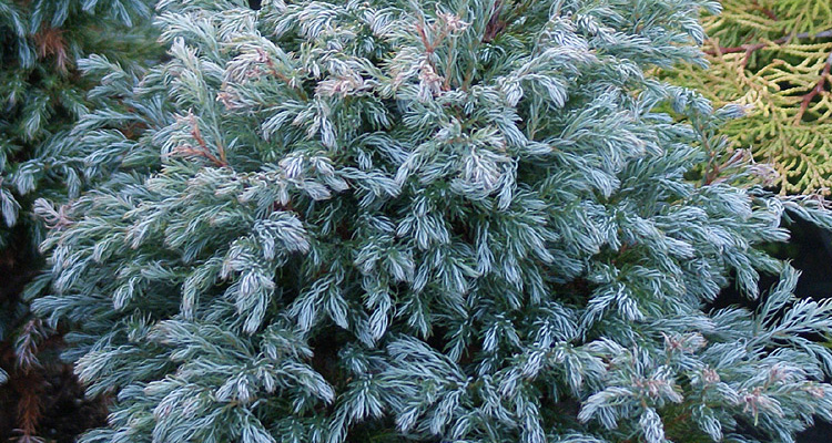 Cypruštek hrachonosný Chamaecyparis pisifera Boulevard