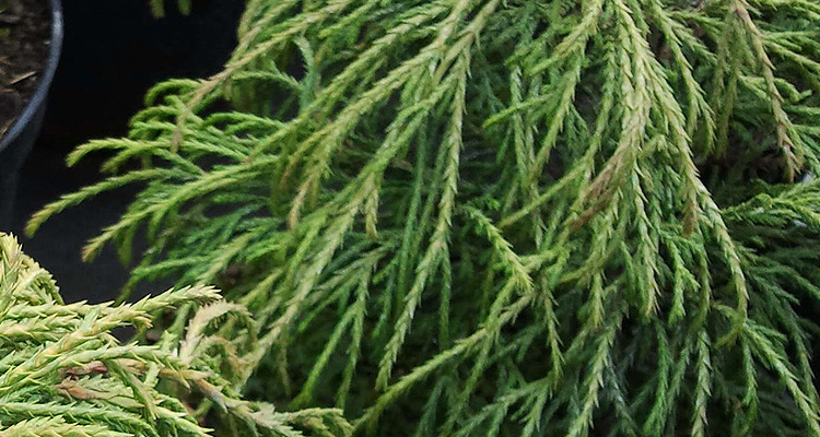 Chamaecyparis pisifera Filifera Cypruštek hrachonosný