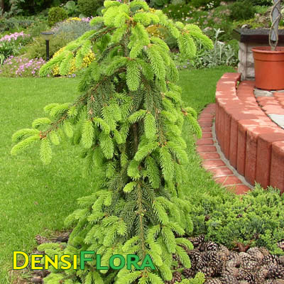 Picea abies Inversa