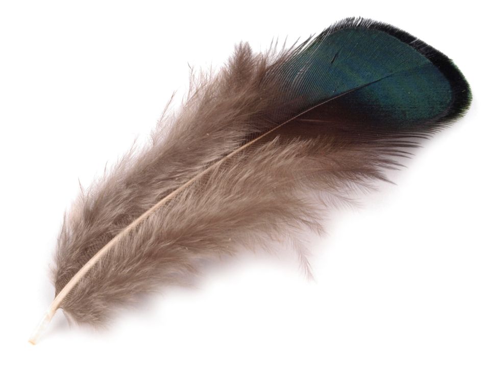 Bažantie perie dĺžka 4,5-9 cm - 5ks
