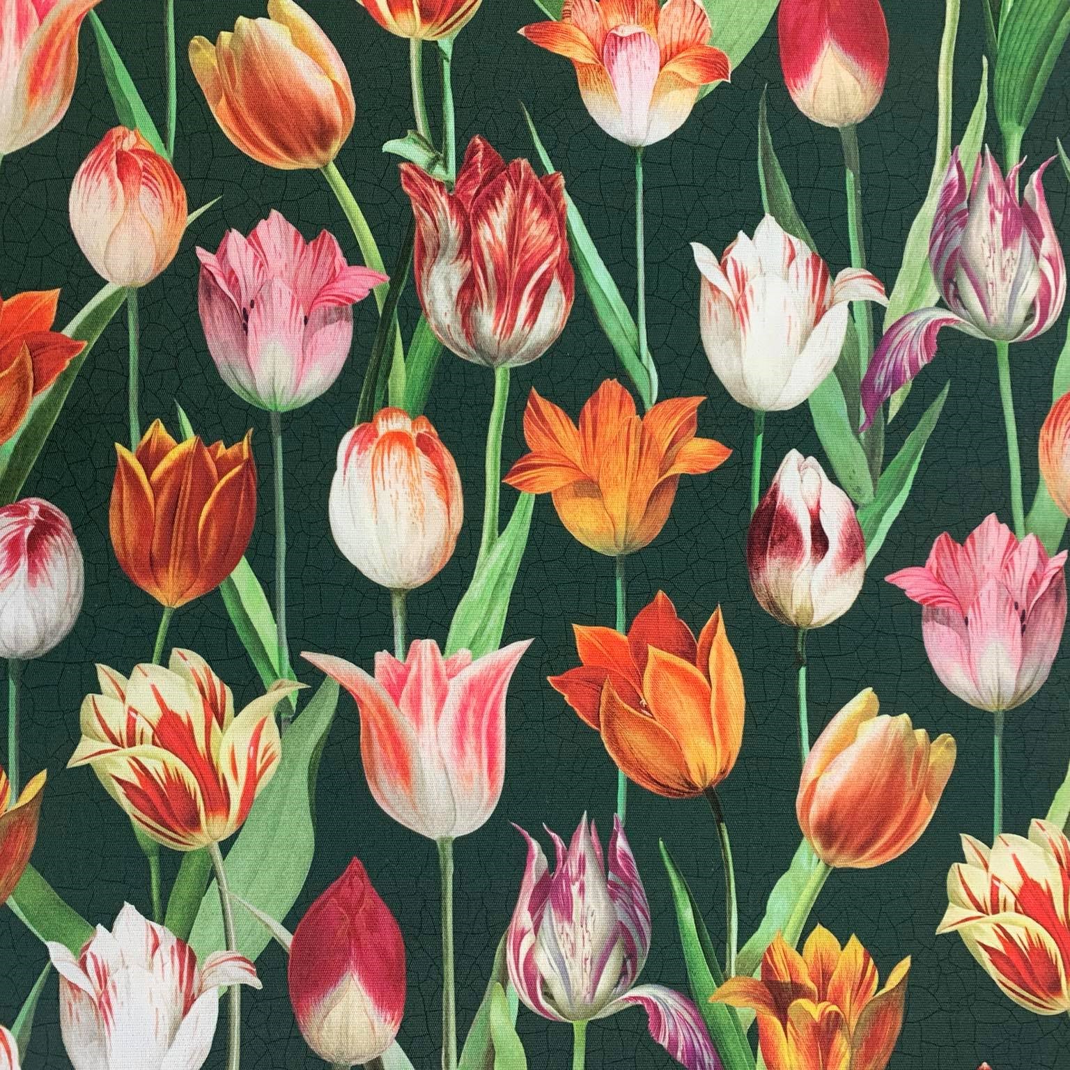 DIGI TULIPÁNY - KOČÁRKOVINA