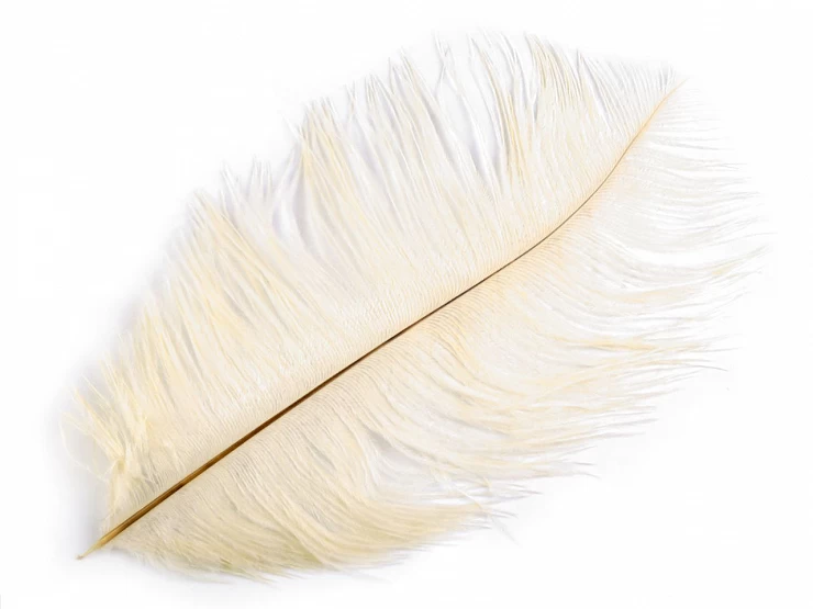 Pštrosie perie dĺžka cca 20-25 cm - 2ks