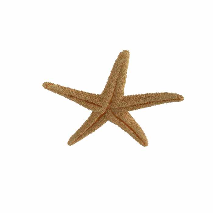 Dried Flat Starfish