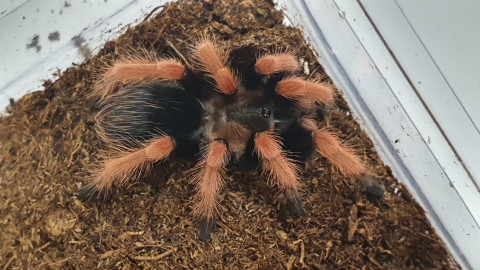 Brachypelma boehmei (pavúk)