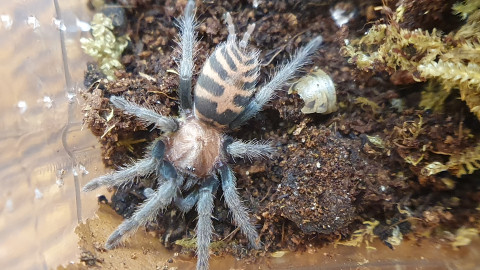 Davus pentaloris (pavúk)