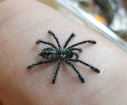 Ybyrapora diversipes (pavúk)