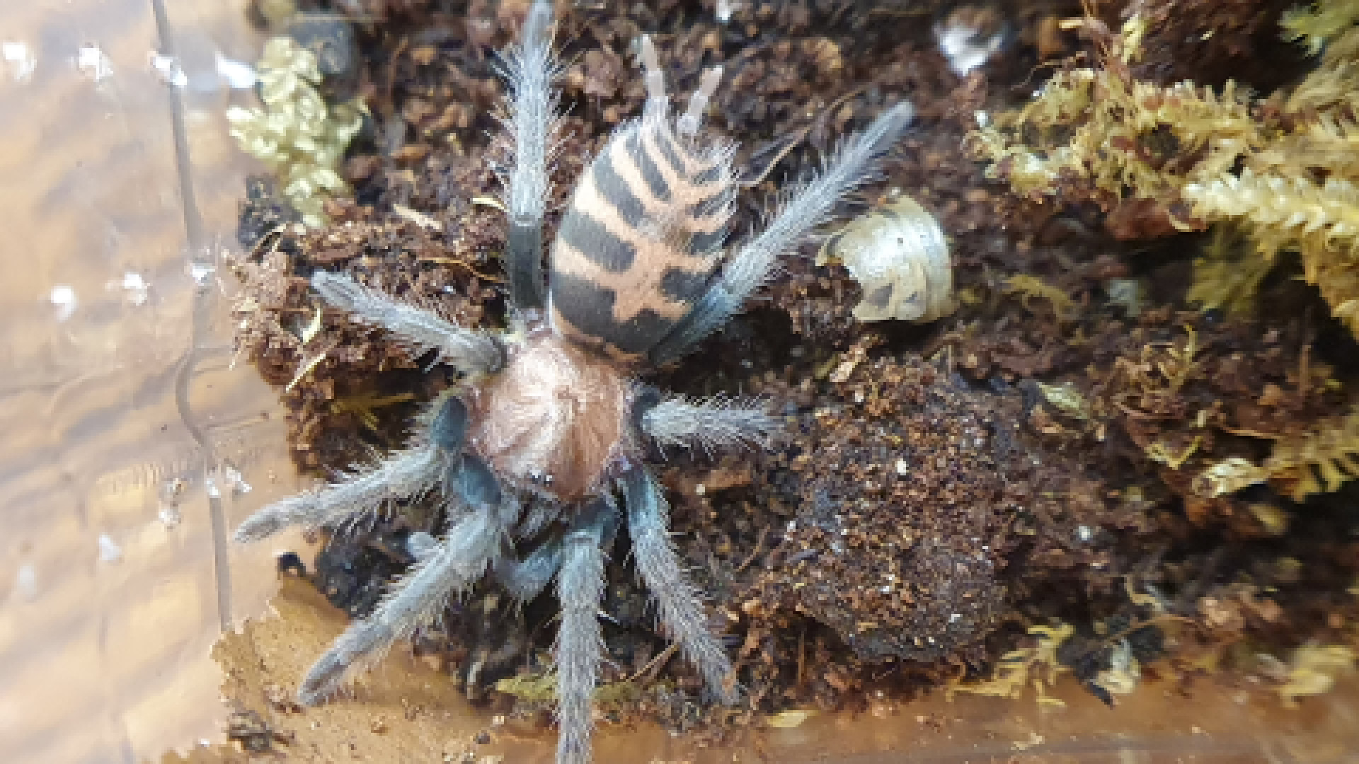 Davus pentaloris (pavúk)