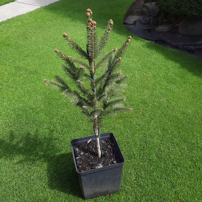 Picea abies Cincinata, Smrek obyčajný, Ihličnatá drevina