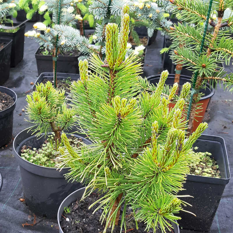 Pinus mugo Zundert - Borovica horská